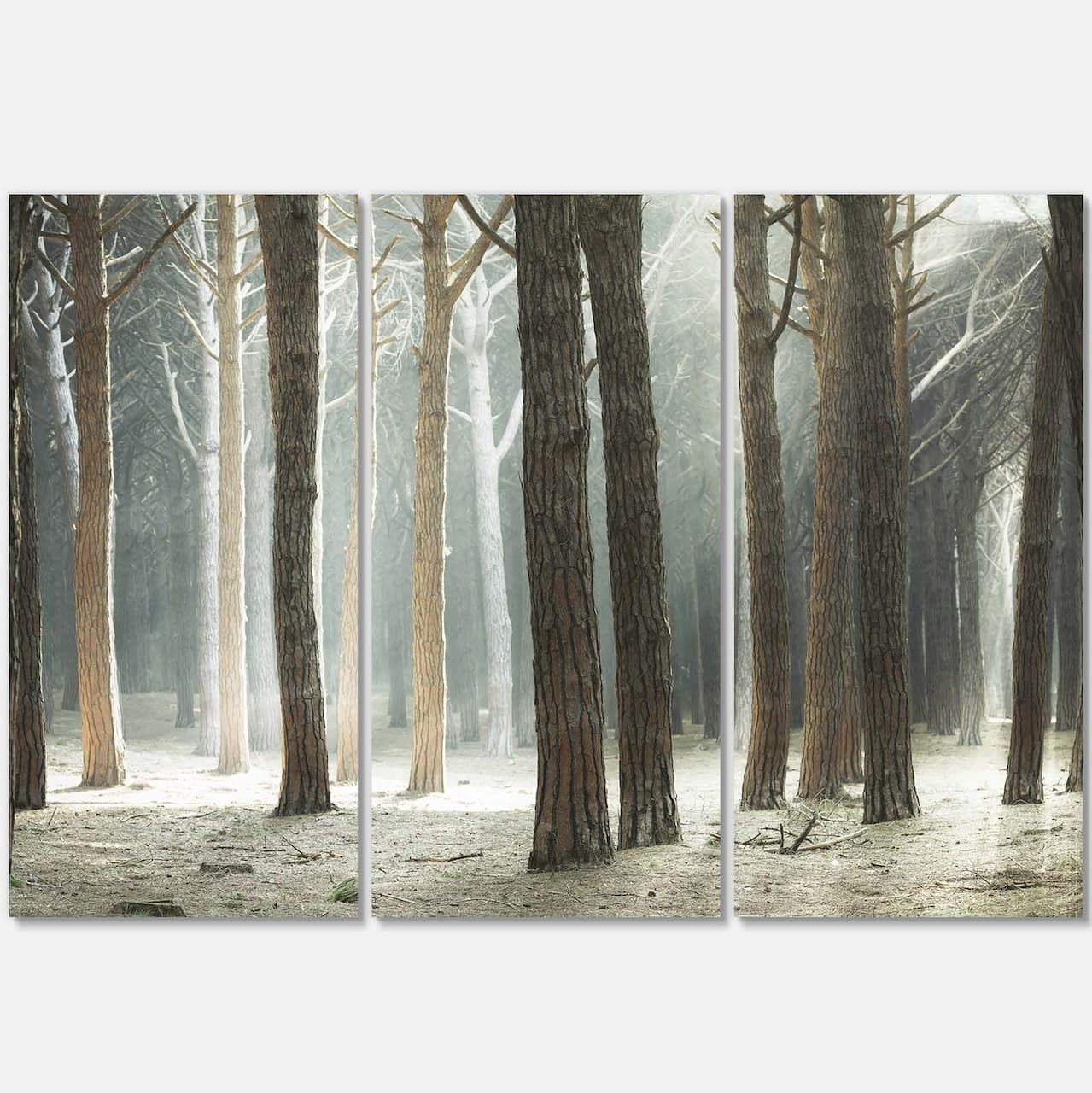 Designart - Maritime Pine Tree Forest with Rays - Oversized Forest Canvas Art